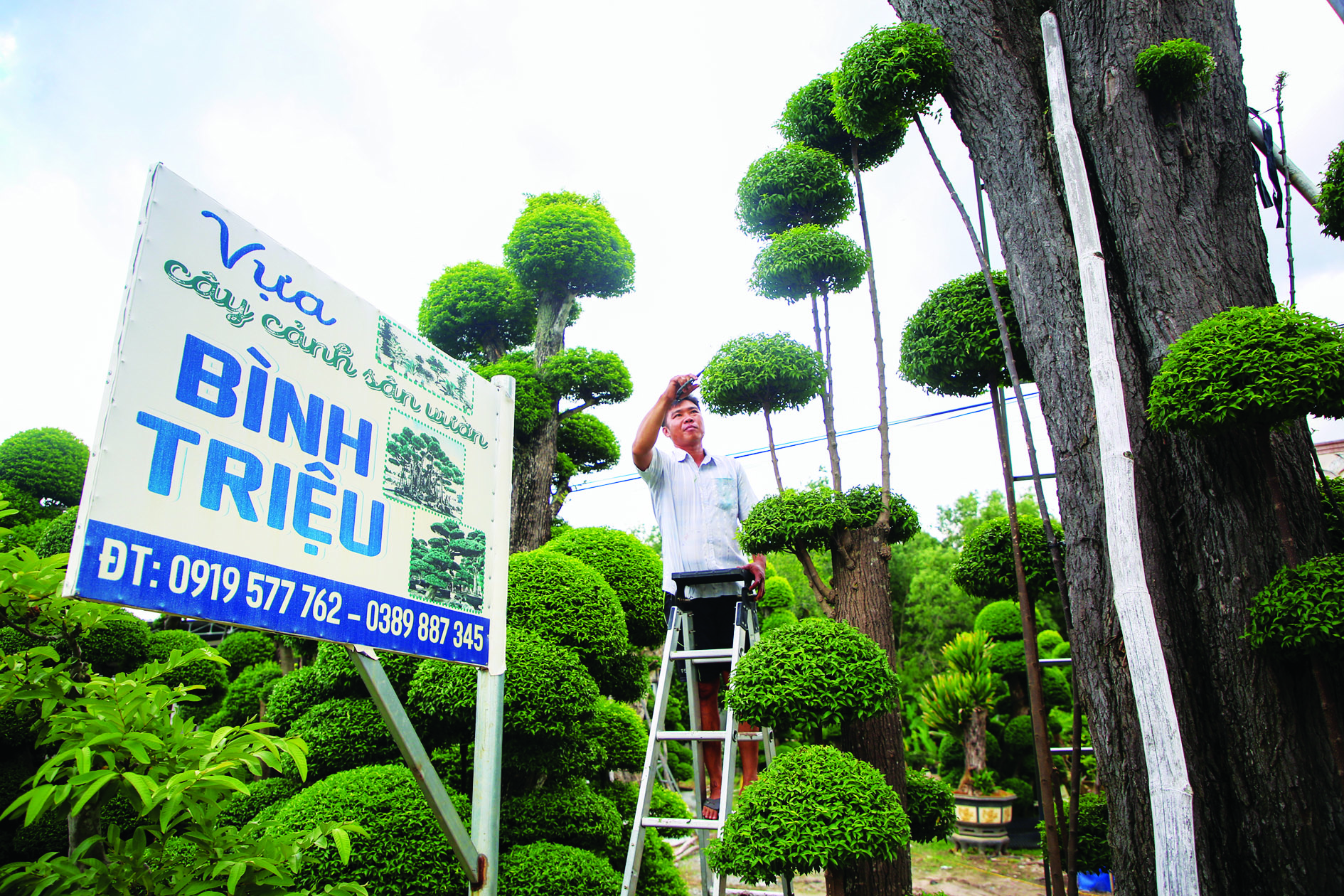 Làm nghề "thổi hồn" cho cây, mỗi tháng kiếm 30 - 40 triệu đồng- Ảnh 3.