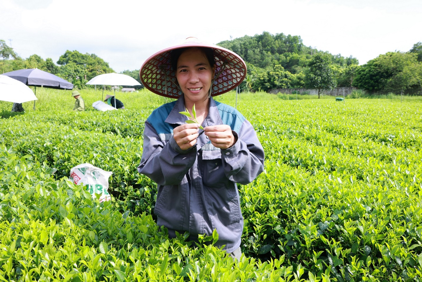 Xây dựng chuỗi liên kết bền vững tạo giá trị sản phẩm: Từ hàng chục ngàn hộ nông dân trồng chè đến sản phẩm Trà Xanh Không Độ- Ảnh 5.