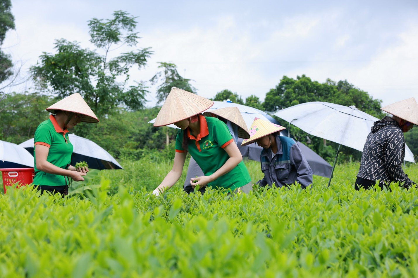 Xây dựng chuỗi liên kết bền vững tạo giá trị sản phẩm: Từ hàng chục ngàn hộ nông dân trồng chè đến sản phẩm Trà Xanh Không Độ- Ảnh 6.