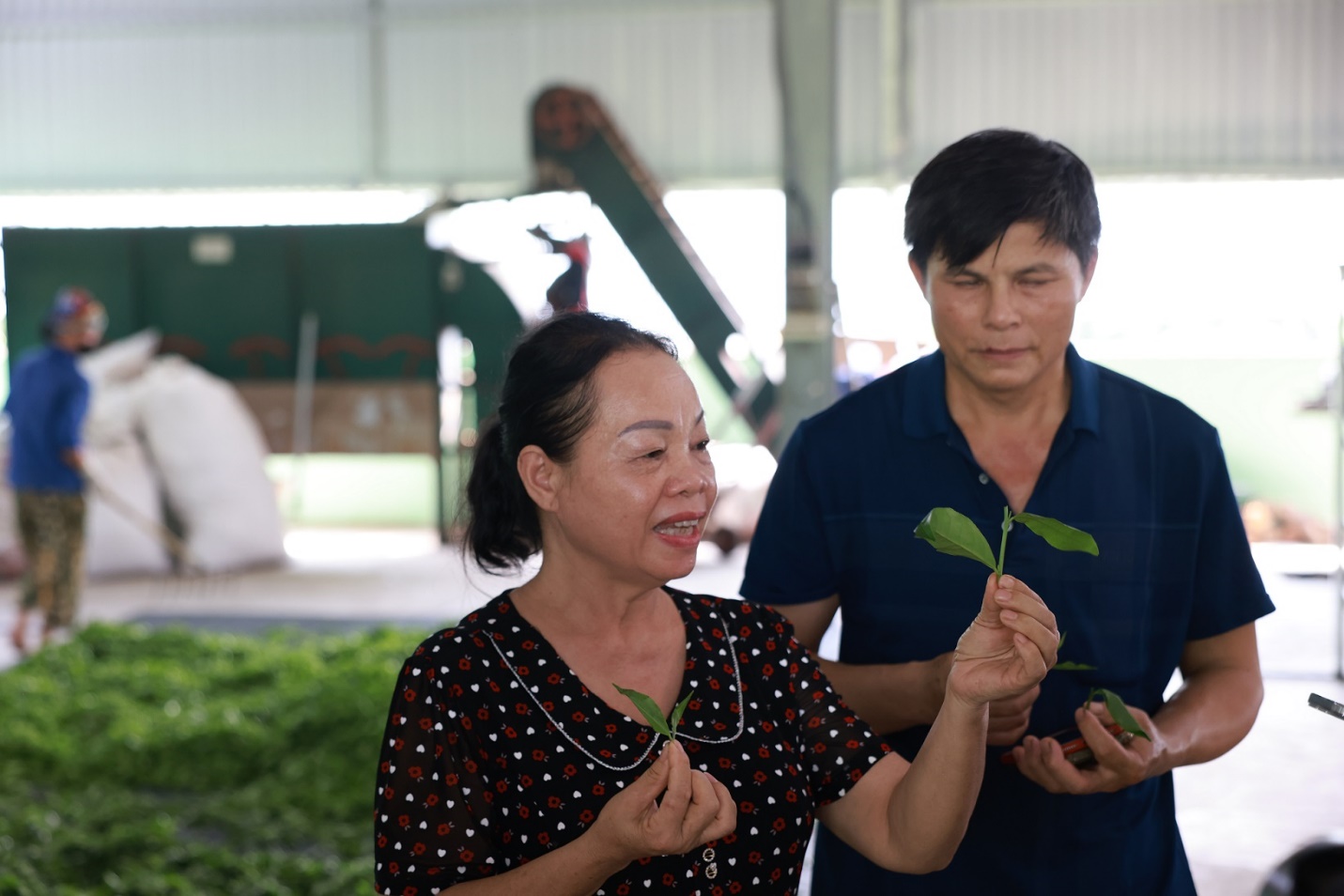 Để nguyên liệu chè Thái Nguyên tăng giá trị bền vững- Ảnh 4.