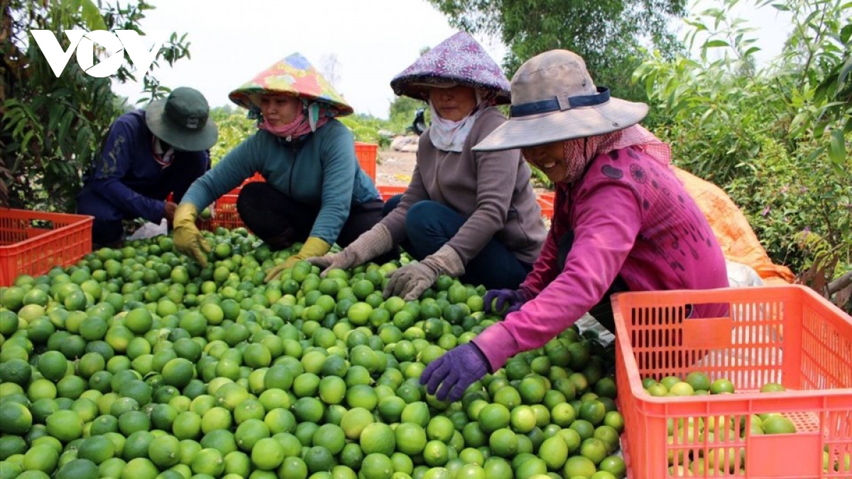 Hiểu sai phương thức “bó đũa”, liên kết vùng chưa tạo sức bật- Ảnh 2.