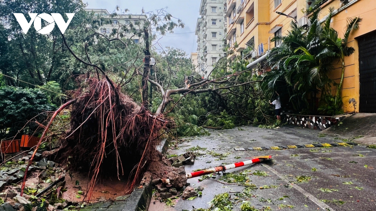 Trực tiếp bão số 3: Cây đổ la liệt khắp phố, Hà Nội và các địa phương khẩn trương thu dọn- Ảnh 7.