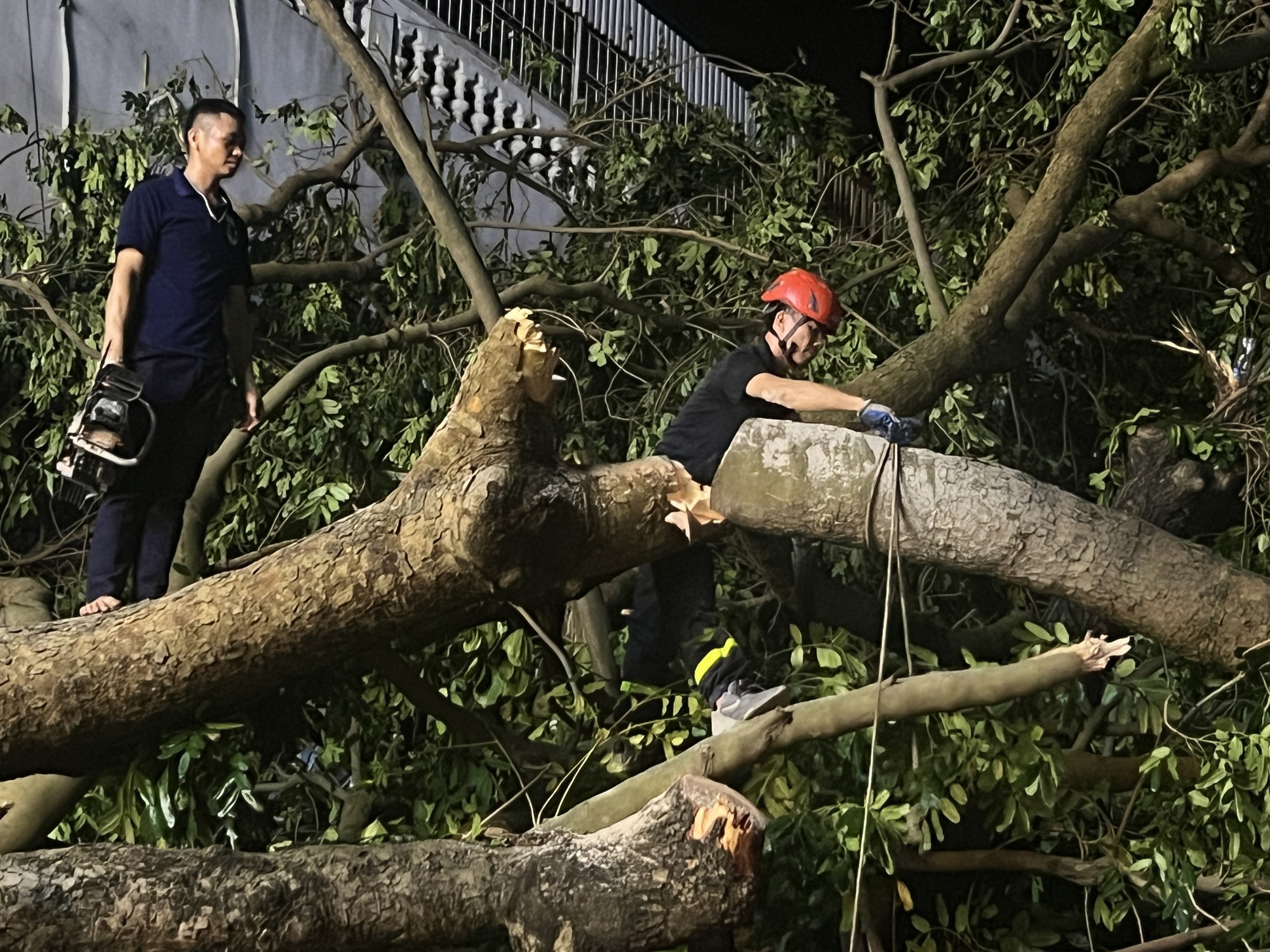 Hải Phòng dồn toàn lực khắc phục hậu quả sau bão số 3, nhân viên môi trường làm việc 12 tiếng/ ngày để dọn cây đổ- Ảnh 7.