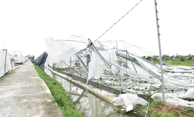 Phó Thủ tướng Lê Thành Long kiểm tra công tác khắc phục hậu quả bão số 3 tại Hải Dương- Ảnh 2. Phó Thủ tướng Lê Thành Long kiểm tra công tác khắc phục hậu quả bão số 3 tại Hải Dương- Ảnh 2.