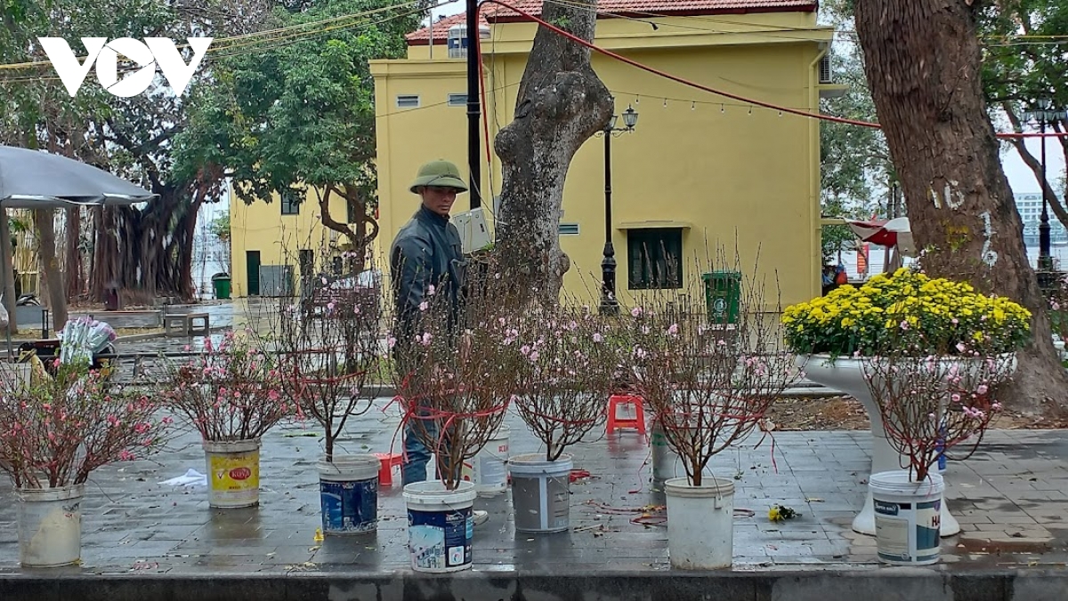 Người bán đào, quất Tết ở Hà Nội co ro dưới trời mưa rét- Ảnh 5.