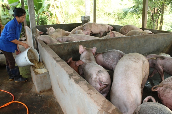 Huyện được mệnh danh là “thủ phủ” cây quế của tỉnh Yên Bái đạt chuẩn nông thôn mới- Ảnh 3.
