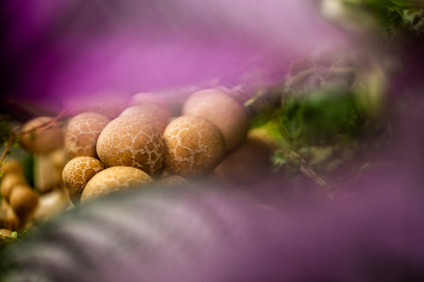 Sony ra mắt ống kính tele macro FE 100mm F2.8 Macro GM OSS thuộc dòng G Master™- Ảnh 2.