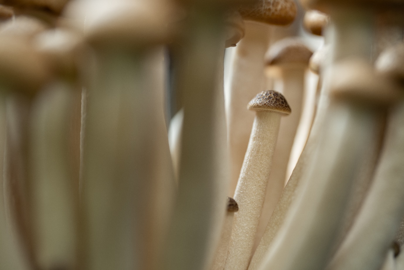 Sony ra mắt ống kính tele macro FE 100mm F2.8 Macro GM OSS thuộc dòng G Master™- Ảnh 3.