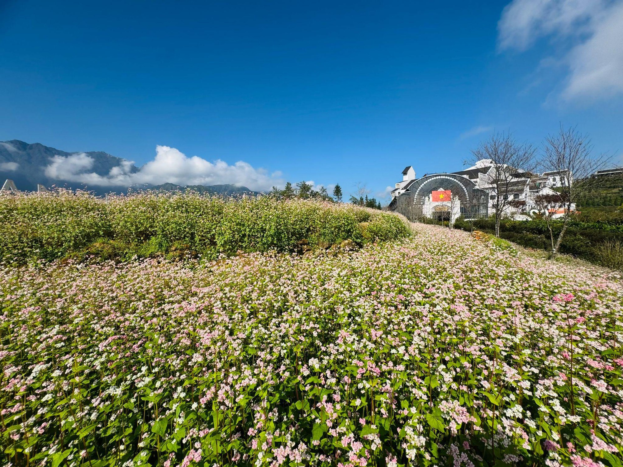 Chiêm ngưỡng thế giới Sen đá độc đáo tại Lễ hội Hoa Sen đá 2025- Ảnh 6.