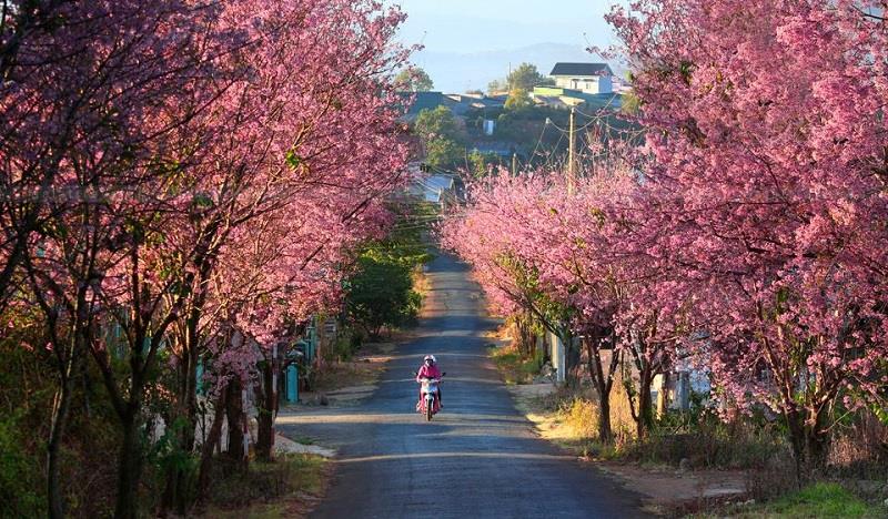 Săn ngay vé máy bay giá rẻ đi Đà Lạt, du xuân chill hết nấc cùng Traveloka- Ảnh 1. Săn ngay vé máy bay giá rẻ đi Đà Lạt, du xuân chill hết nấc cùng Traveloka- Ảnh 1.