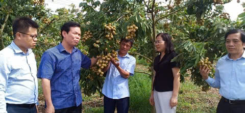 Thăm vườn nhãn của hộ nông dân tiêu biểu toàn quốc ở xã vùng biên Lóng Phiêng. Thăm vườn nhãn của hộ nông dân tiêu biểu toàn quốc ở xã vùng biên Lóng Phiêng.