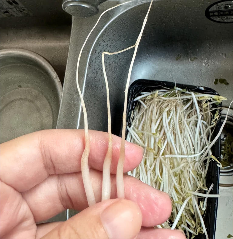 Những cọng giá đỗ trắng mập, không rễ do ngâm hóa chất