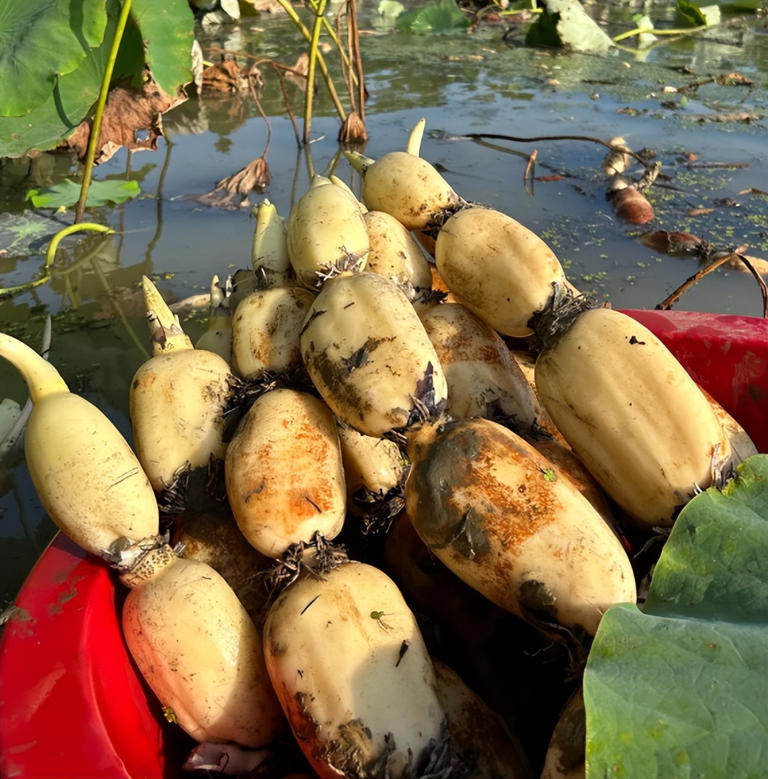 Củ sen trắng sạch bóng loáng không tì vết do ngâm hóa chất
