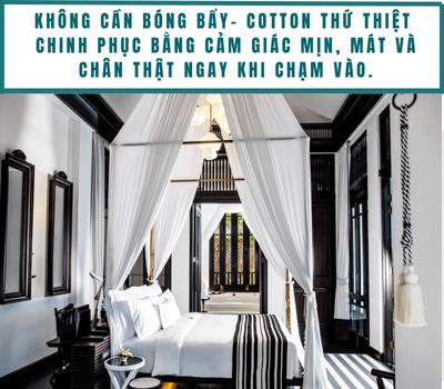 Bí mật giấc ngủ 5 sao: Vì sao họ chỉ chọn cotton thứ thiệt?- Ảnh 4.