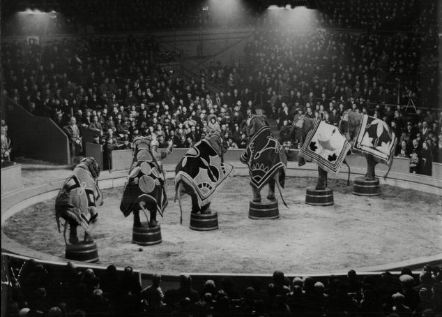 Con voi bất hạnh nhất lịch sử- Ảnh 1.