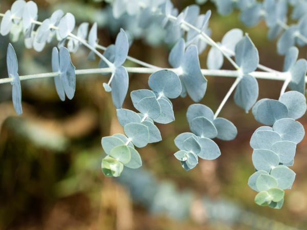 7 loại c&acirc;y kiến rất ngại &ldquo;đụng mặt&rdquo;, thấy l&agrave; sẽ quay đầu- Ảnh 5.