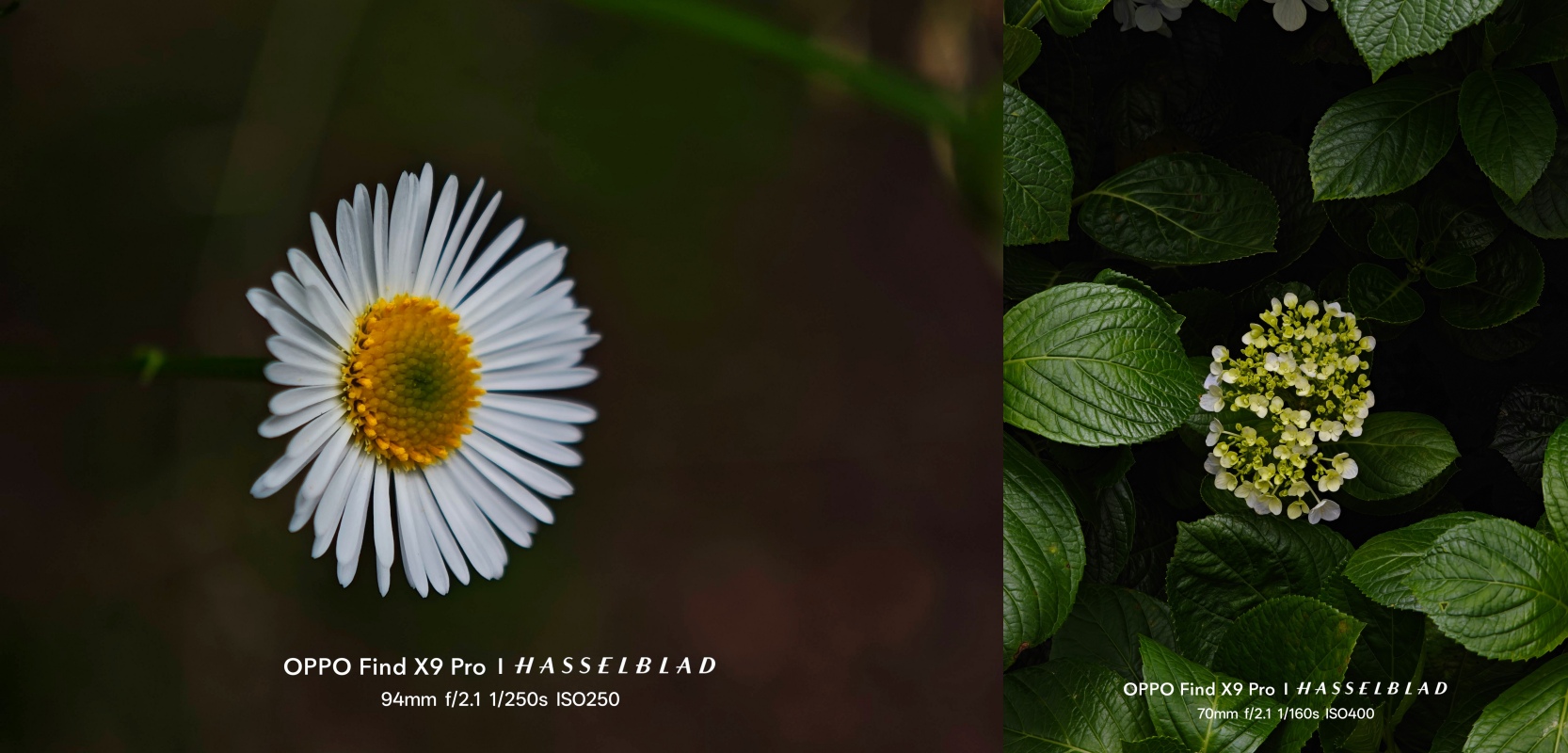 Dạo phố Hà Nội mùa thu cùng OPPO Find X9 Pro: Camera 200MP zoom siêu xa, macro rõ từng chi tiết- Ảnh 10.