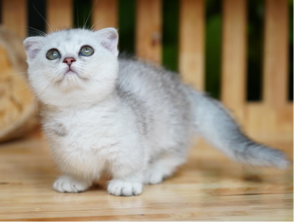 Mèo Anh lông ngắn – "bé bánh bao" đang chiếm trái tim người trẻ Thành phố Hồ Chí Minh- Ảnh 3.