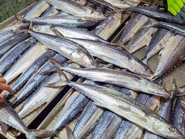 5 loại cá ít xương, không thể nuôi nhân tạo, giá rẻ mà bổ nhất nhì- Ảnh 2. 5 loại cá ít xương, không thể nuôi nhân tạo, giá rẻ mà bổ nhất nhì- Ảnh 2.