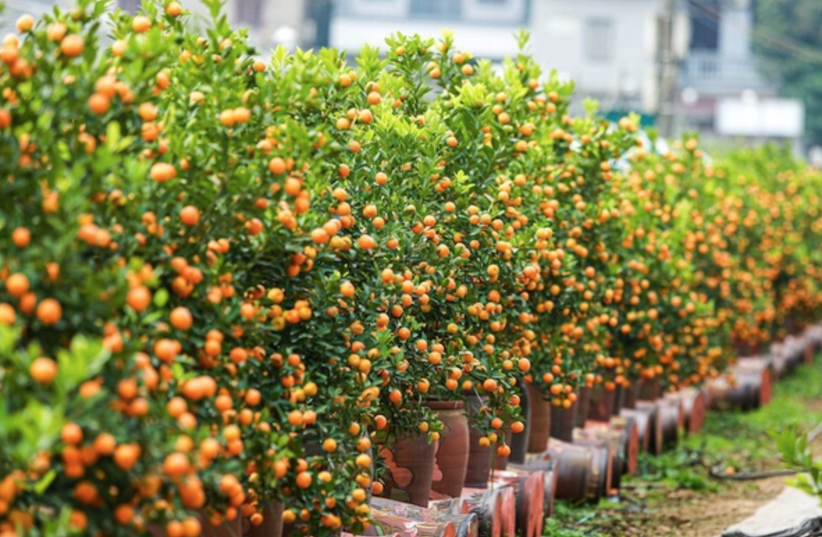 2 loại c&acirc;y vừa lọc kh&ocirc;ng kh&iacute;, vừa h&uacute;t t&agrave;i lộc: Tết n&agrave;y nhất định phải c&oacute; trong nh&agrave;- Ảnh 2.