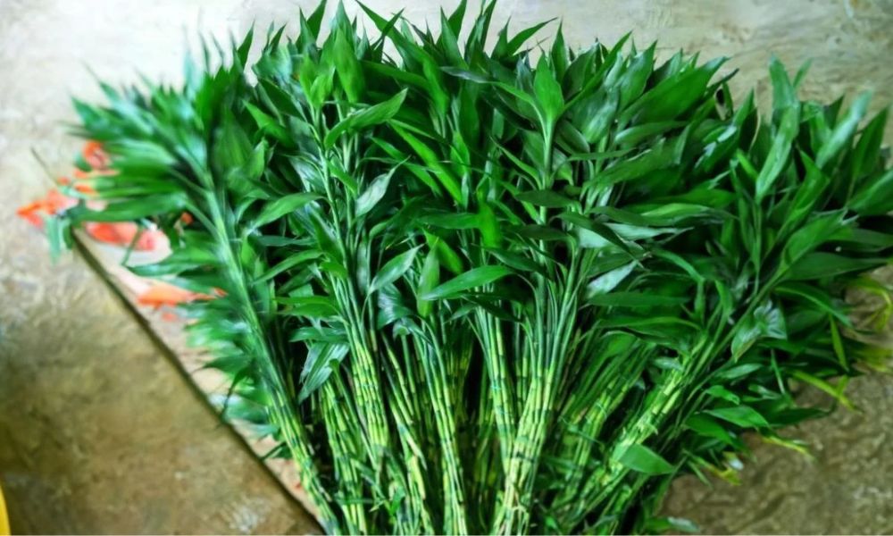 2 loại c&acirc;y vừa lọc kh&ocirc;ng kh&iacute;, vừa h&uacute;t t&agrave;i lộc: Tết n&agrave;y nhất định phải c&oacute; trong nh&agrave;- Ảnh 1.