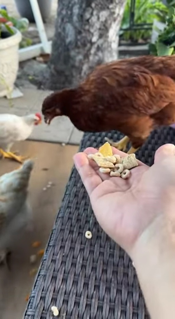 Nam NSƯT nuôi cả đàn gà ở Mỹ như làng quê Việt Nam, âu yếm gọi là "con"- Ảnh 2. Nam NSƯT nuôi cả đàn gà ở Mỹ như làng quê Việt Nam, âu yếm gọi là "con"- Ảnh 2.