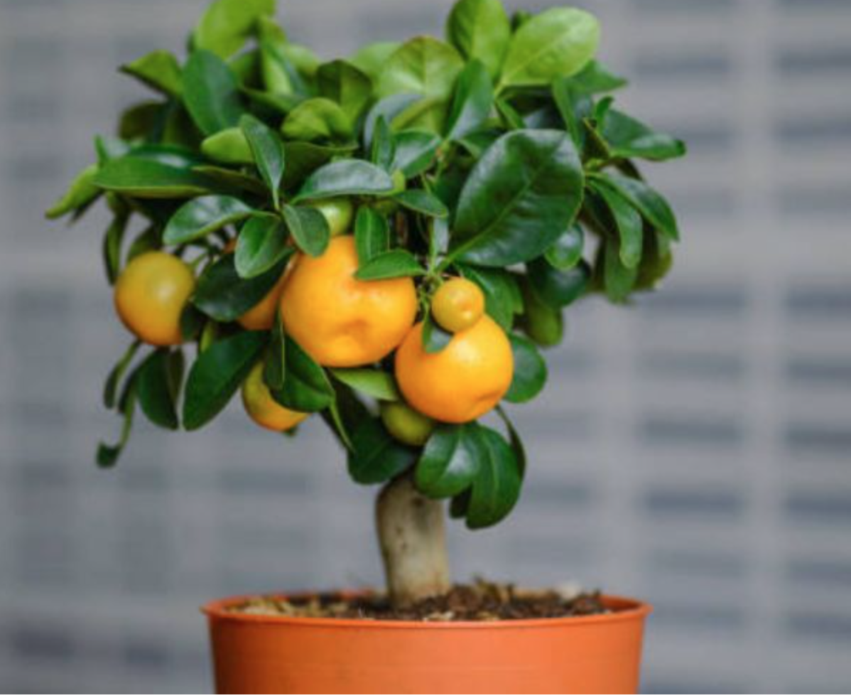 4 loại cây tạo ra luồng khí hút tài lộc, giúp gia chủ khỏe mạnh- Ảnh 2. 4 loại cây tạo ra luồng khí hút tài lộc, giúp gia chủ khỏe mạnh- Ảnh 2.