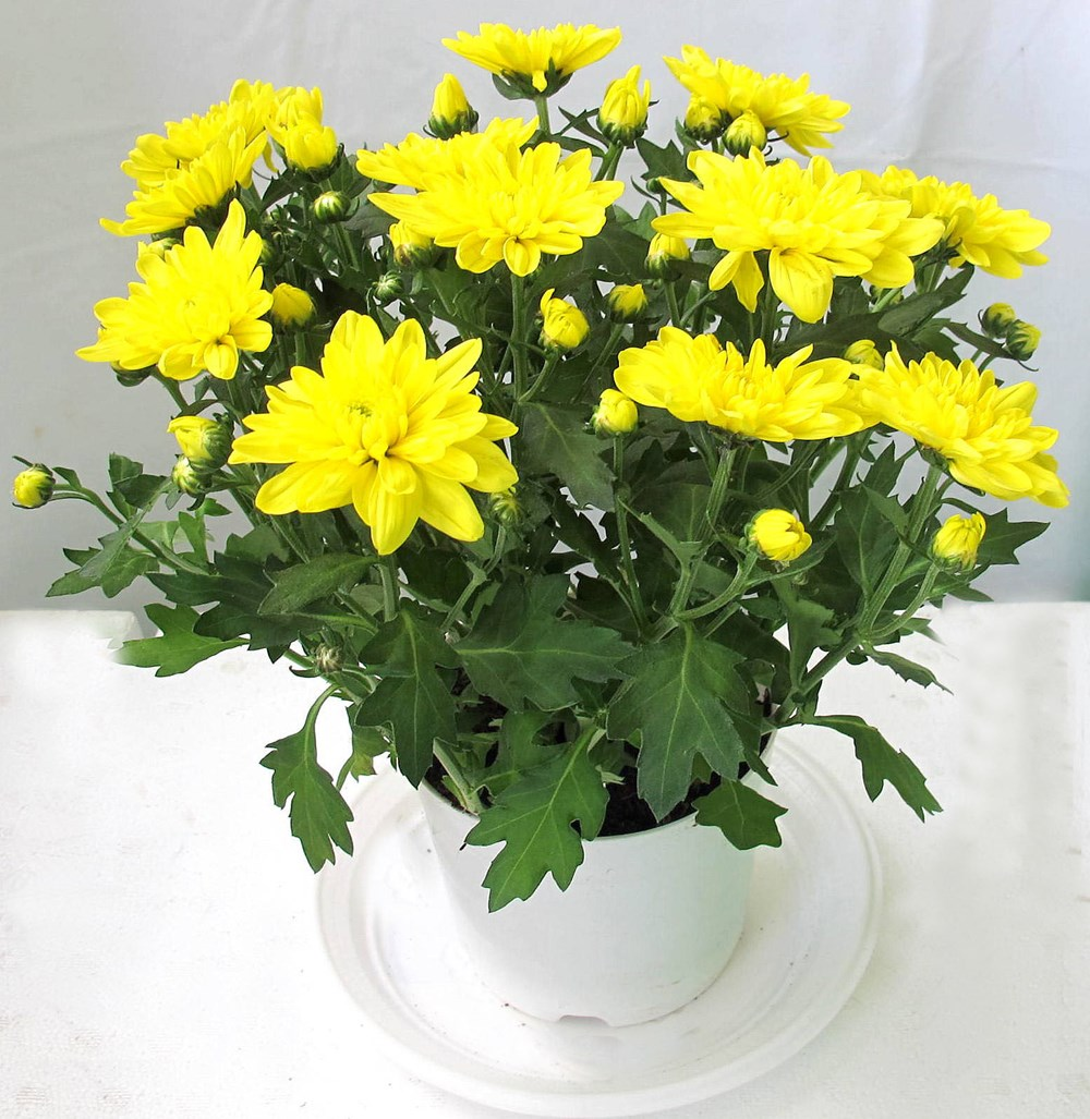 4 loại cây tạo ra luồng khí hút tài lộc, giúp gia chủ khỏe mạnh- Ảnh 1. 4 loại cây tạo ra luồng khí hút tài lộc, giúp gia chủ khỏe mạnh- Ảnh 1.