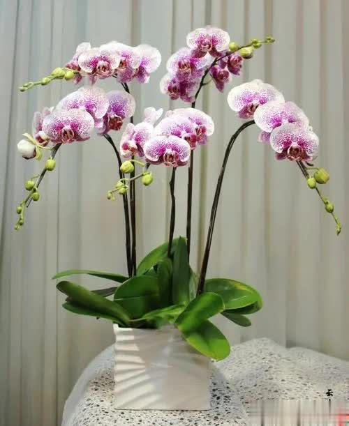 5 loại hoa thanh lọc không khí trong nhà- Ảnh 2. 5 loại hoa thanh lọc không khí trong nhà- Ảnh 2.