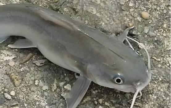 4 loại c&aacute; dễ chứa "ổ s&aacute;n", chủ sạp b&aacute;n cũng ngại ăn- Ảnh 1.