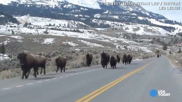 H&agrave;ng ng&agrave;n sinh vật khổng lồ tr&agrave;n qua rừng l&uacute;c nửa đ&ecirc;m, cảnh tượng khiến mọi người sợ h&atilde;i rồi chết lặng- Ảnh 2.
