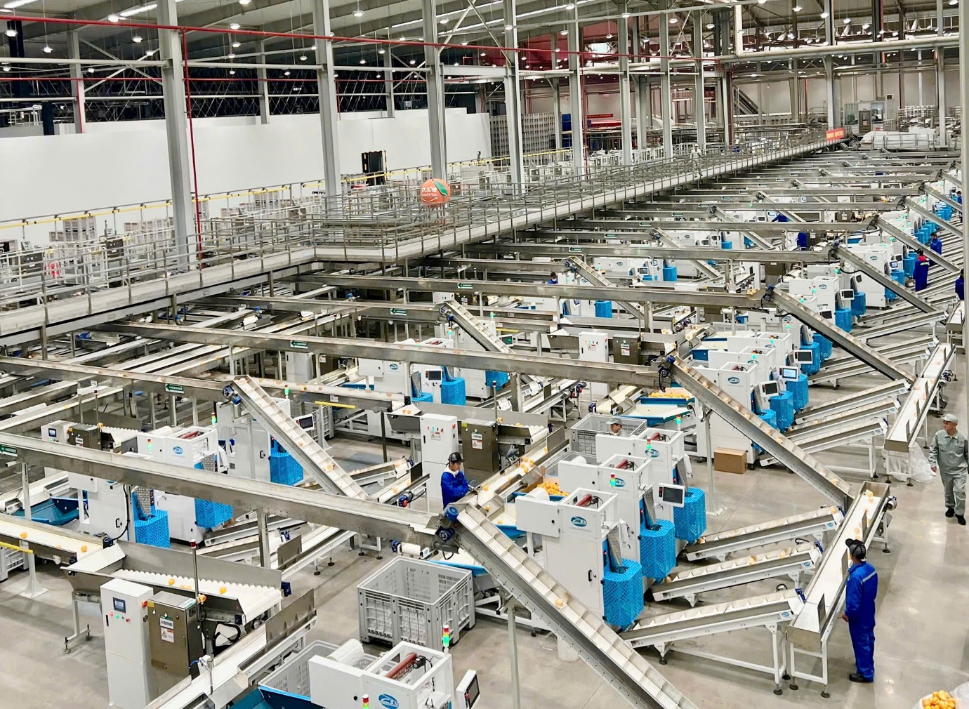 Cam 17.5&deg; Nongfu Spring nổi tiếng tại Trung Quốc sắp về Việt Nam- Ảnh 3.