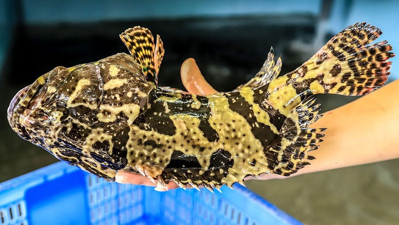 Kh&ocirc;ng phải c&aacute; diếc hay c&aacute; ch&eacute;p: 3 loại c&aacute; n&agrave;y mới l&agrave; &ldquo;vua dinh dưỡng&rdquo;, ăn c&agrave;ng nhiều c&agrave;ng th&ocirc;ng minh, khỏe mạnh- Ảnh 3.