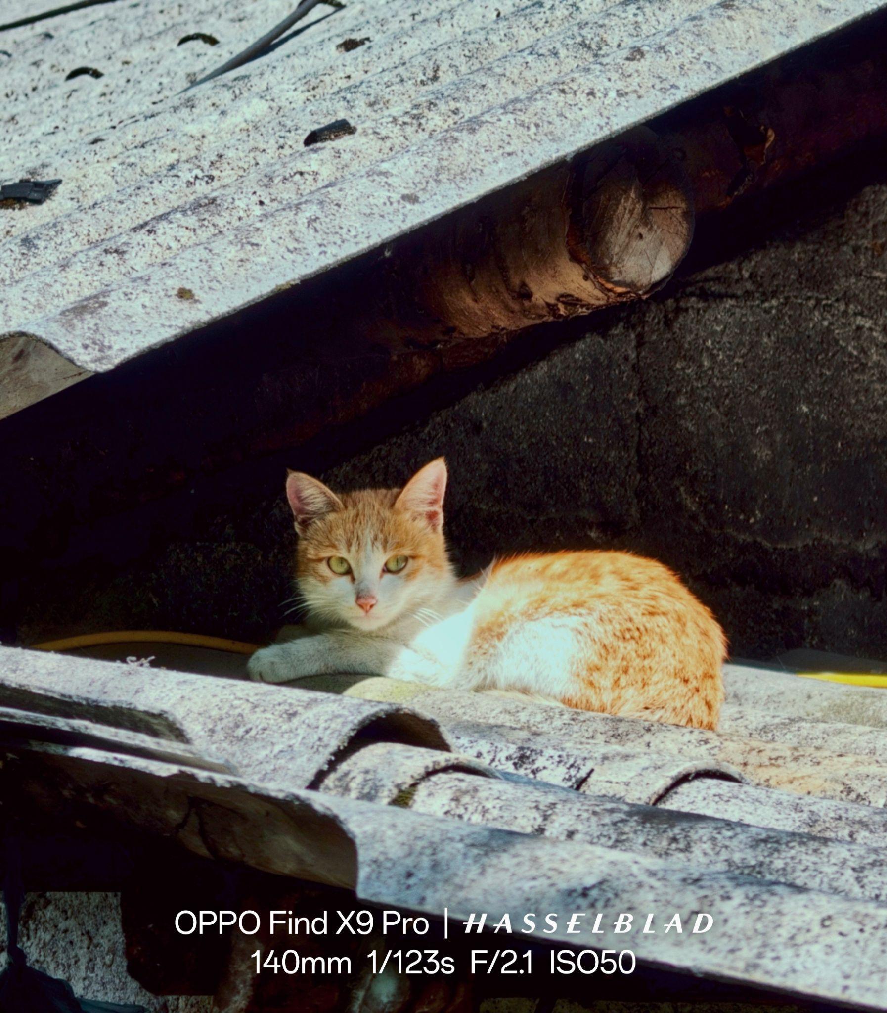 Sắc m&agrave;u v&ugrave;ng n&uacute;i ph&iacute;a Bắc được n&acirc;ng niu qua ống k&iacute;nh OPPO Find X9 Pro- Ảnh 6.