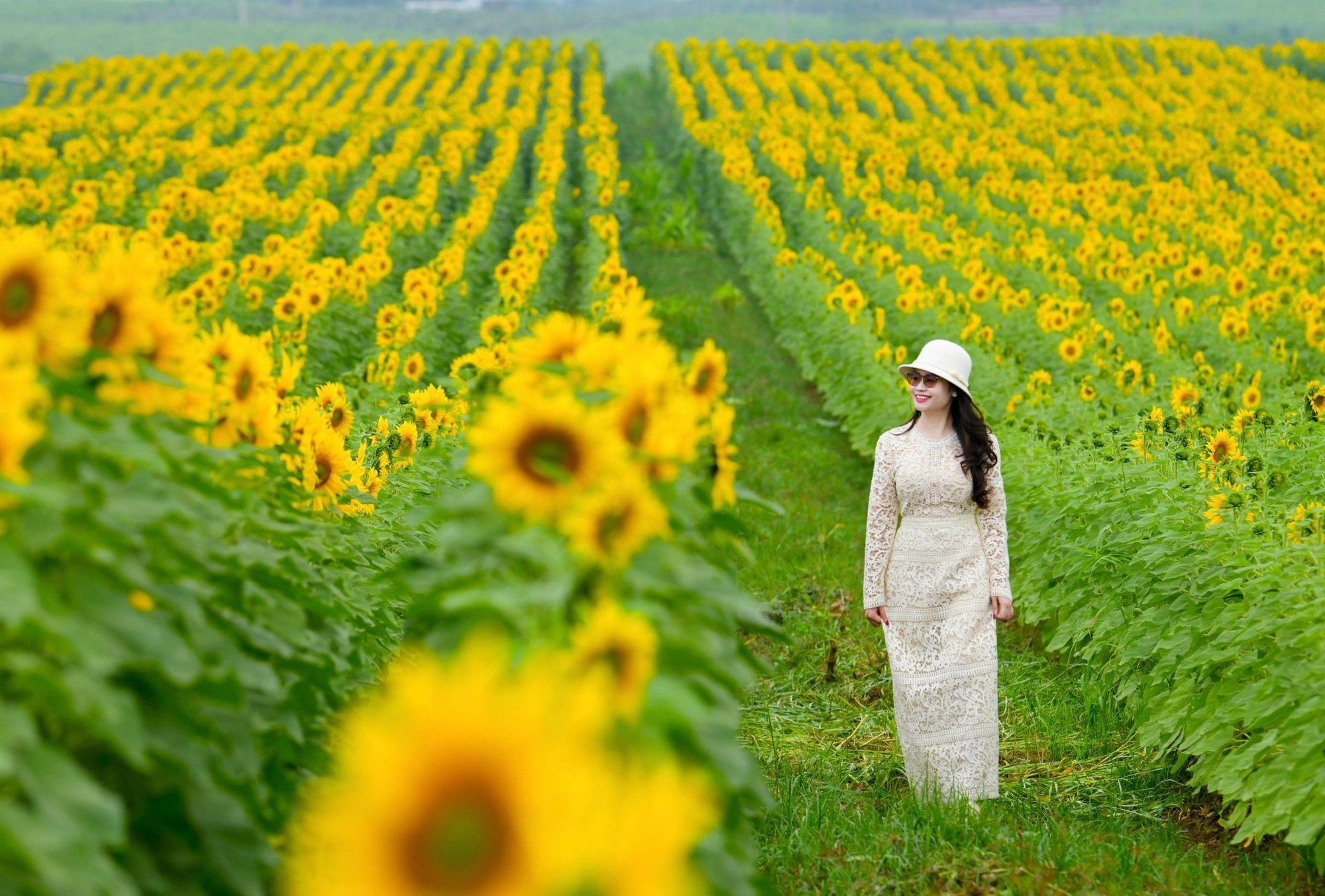 C&aacute;nh đồng hướng dương tại miền T&acirc;y Nghệ An: Toạ độ check-in b&ugrave;ng nổ cho hội chị em những ng&agrave;y cuối năm- Ảnh 1.