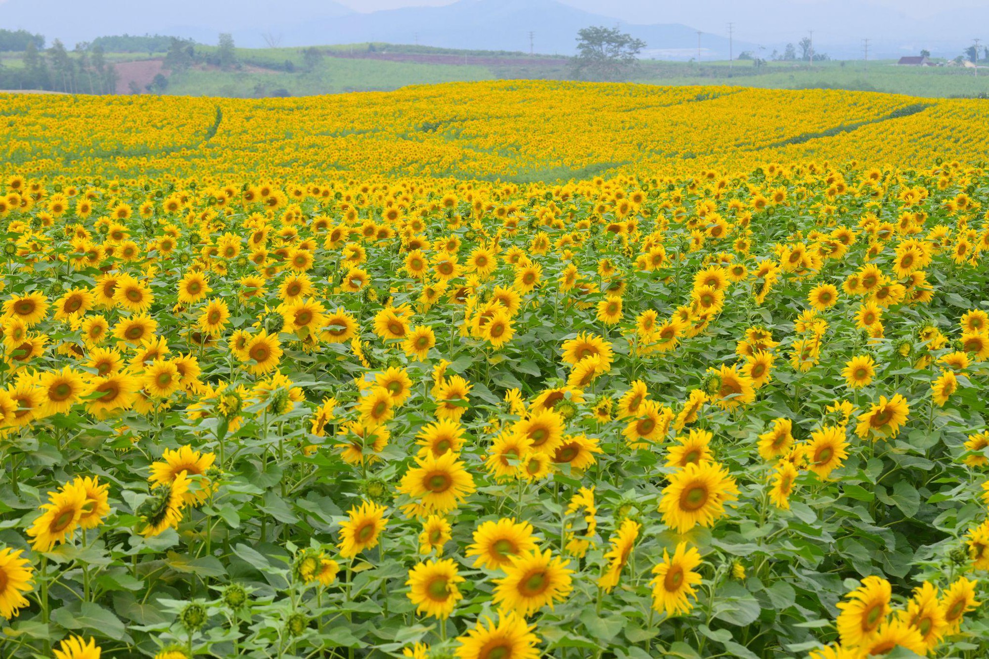 C&aacute;nh đồng hướng dương tại miền T&acirc;y Nghệ An: Toạ độ check-in b&ugrave;ng nổ cho hội chị em những ng&agrave;y cuối năm- Ảnh 2.