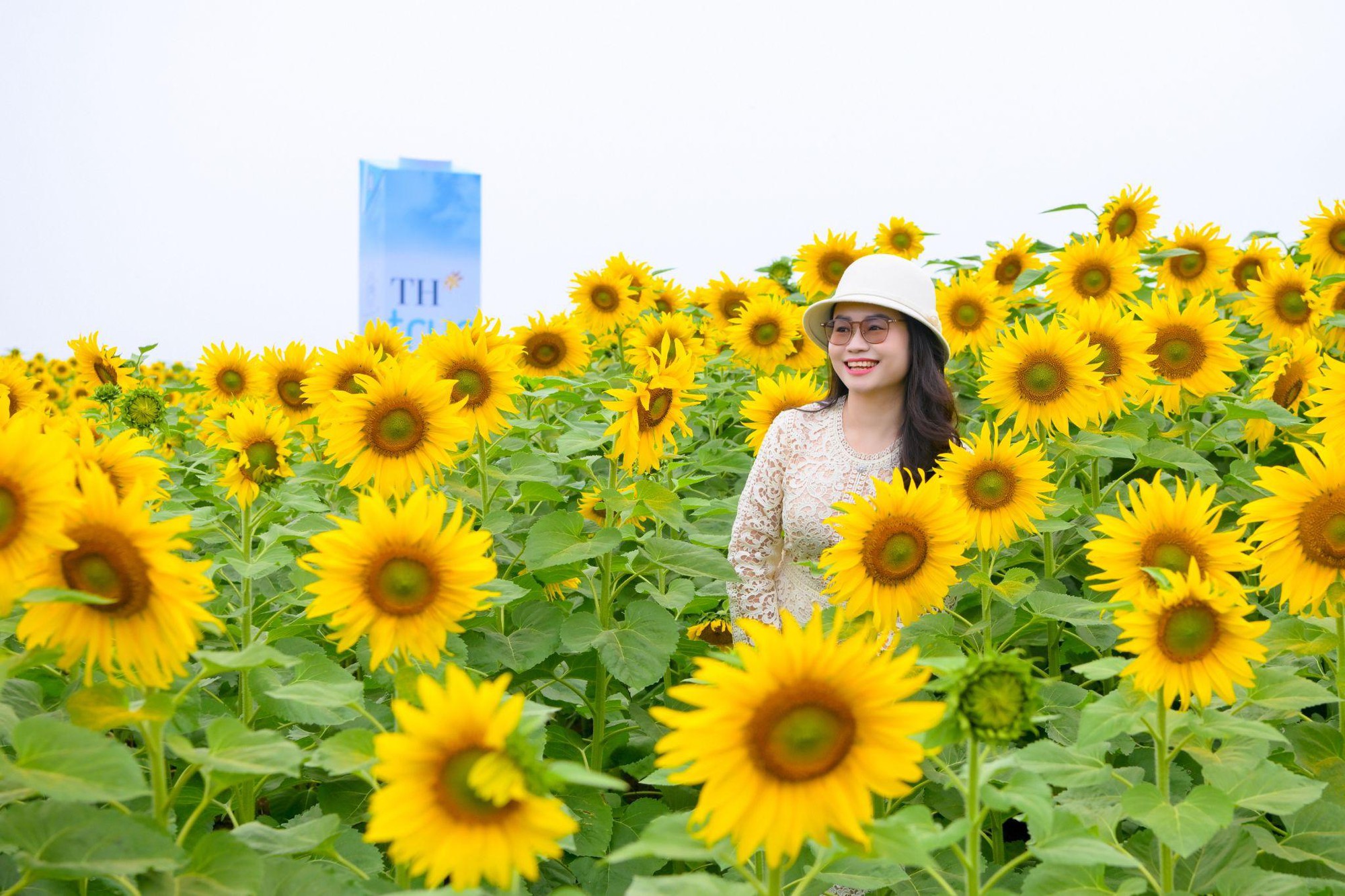 C&aacute;nh đồng hướng dương tại miền T&acirc;y Nghệ An: Toạ độ check-in b&ugrave;ng nổ cho hội chị em những ng&agrave;y cuối năm- Ảnh 12.