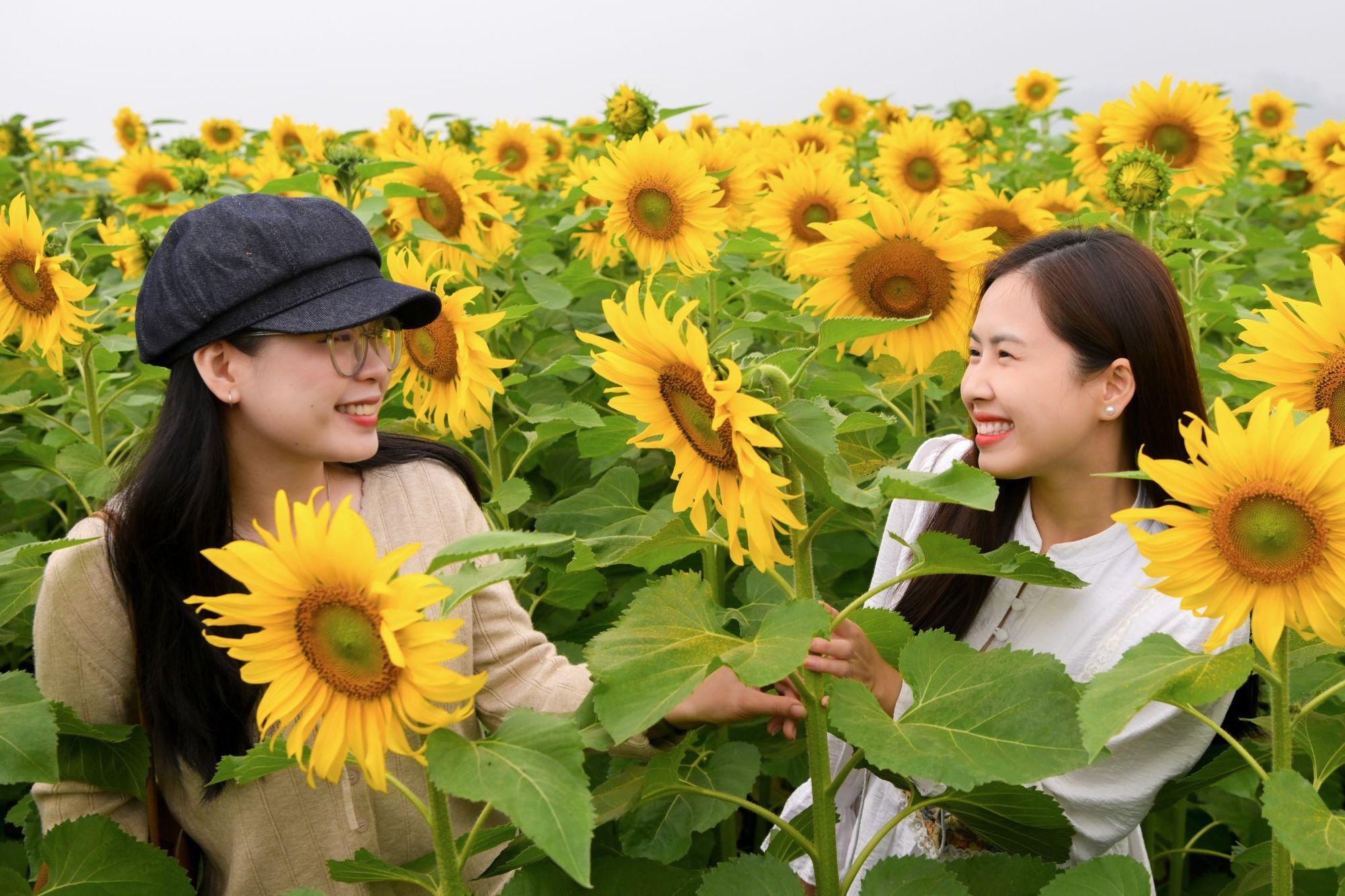 C&aacute;nh đồng hướng dương tại miền T&acirc;y Nghệ An: Toạ độ check-in b&ugrave;ng nổ cho hội chị em những ng&agrave;y cuối năm- Ảnh 3.