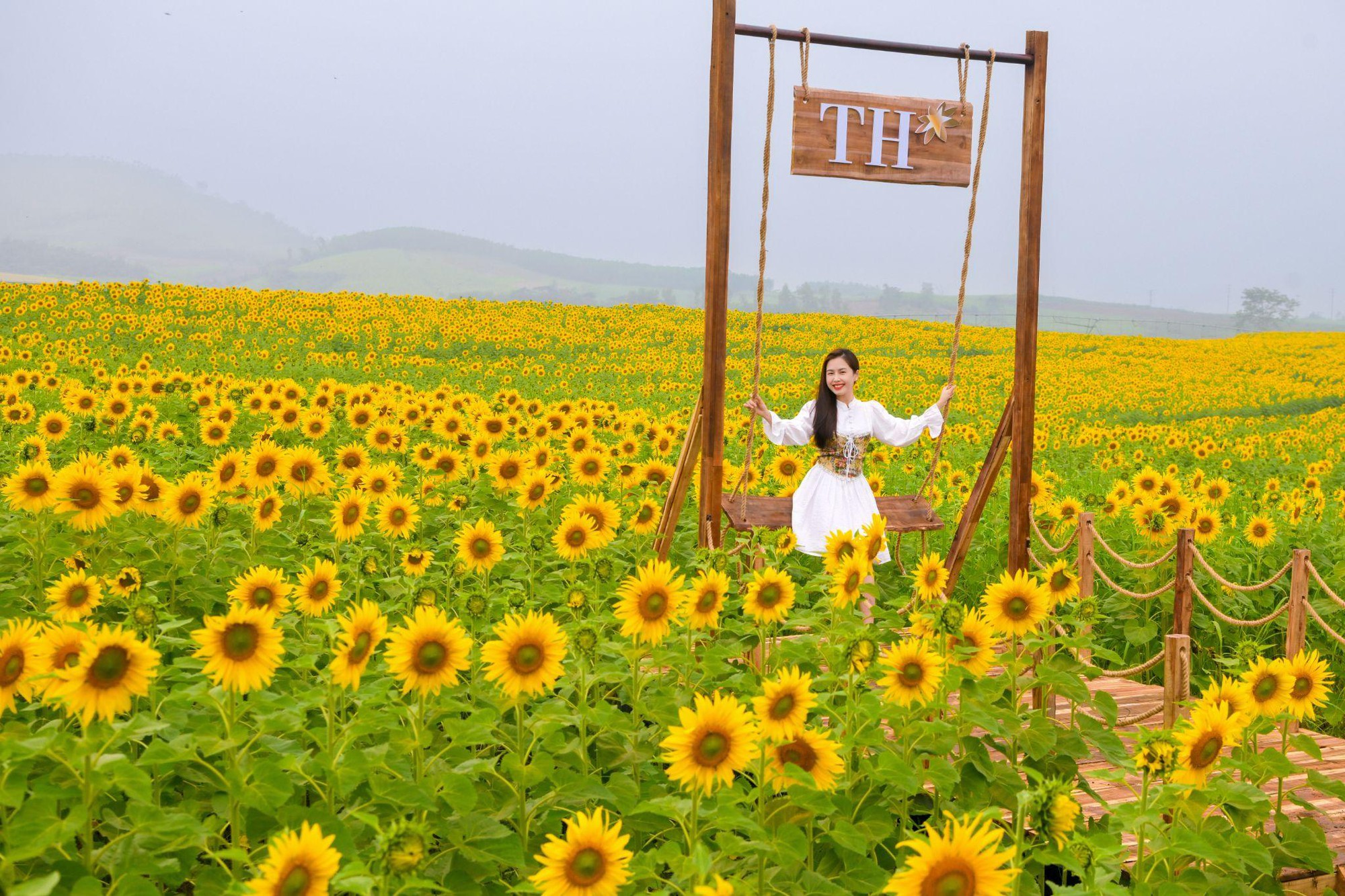 C&aacute;nh đồng hướng dương tại miền T&acirc;y Nghệ An: Toạ độ check-in b&ugrave;ng nổ cho hội chị em những ng&agrave;y cuối năm- Ảnh 5.