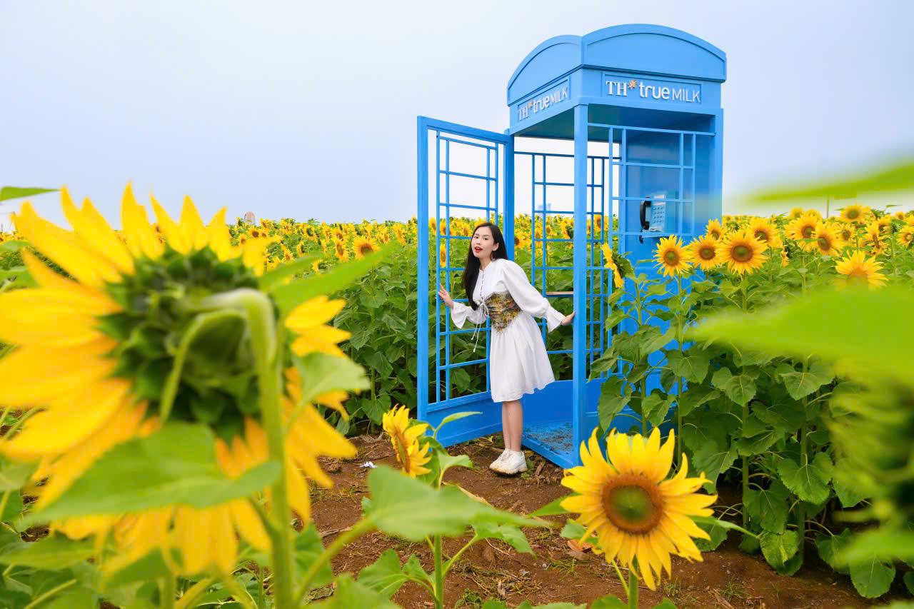 C&aacute;nh đồng hướng dương tại miền T&acirc;y Nghệ An: Toạ độ check-in b&ugrave;ng nổ cho hội chị em những ng&agrave;y cuối năm- Ảnh 6.