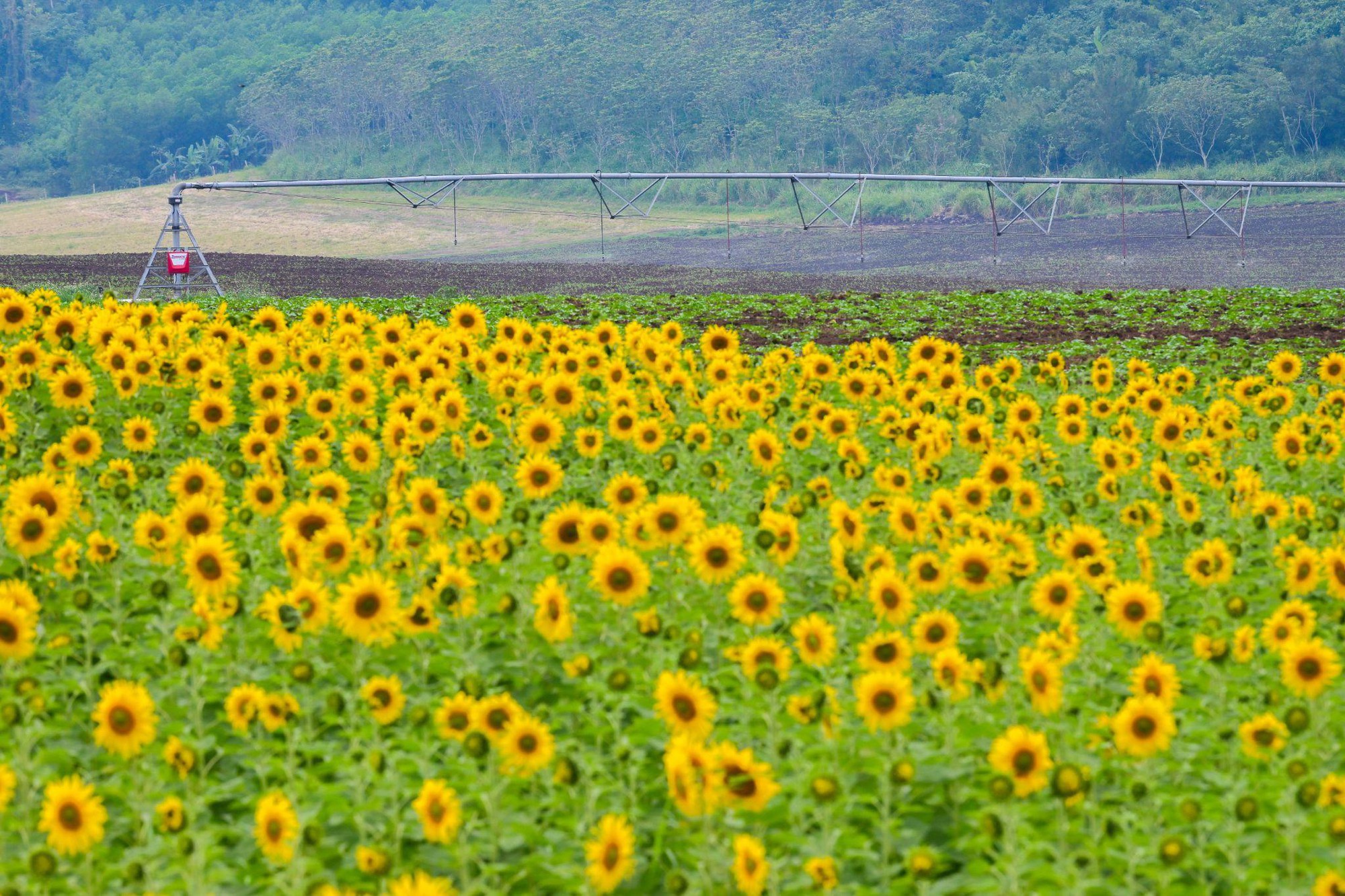 C&aacute;nh đồng hướng dương tại miền T&acirc;y Nghệ An: Toạ độ check-in b&ugrave;ng nổ cho hội chị em những ng&agrave;y cuối năm- Ảnh 8.