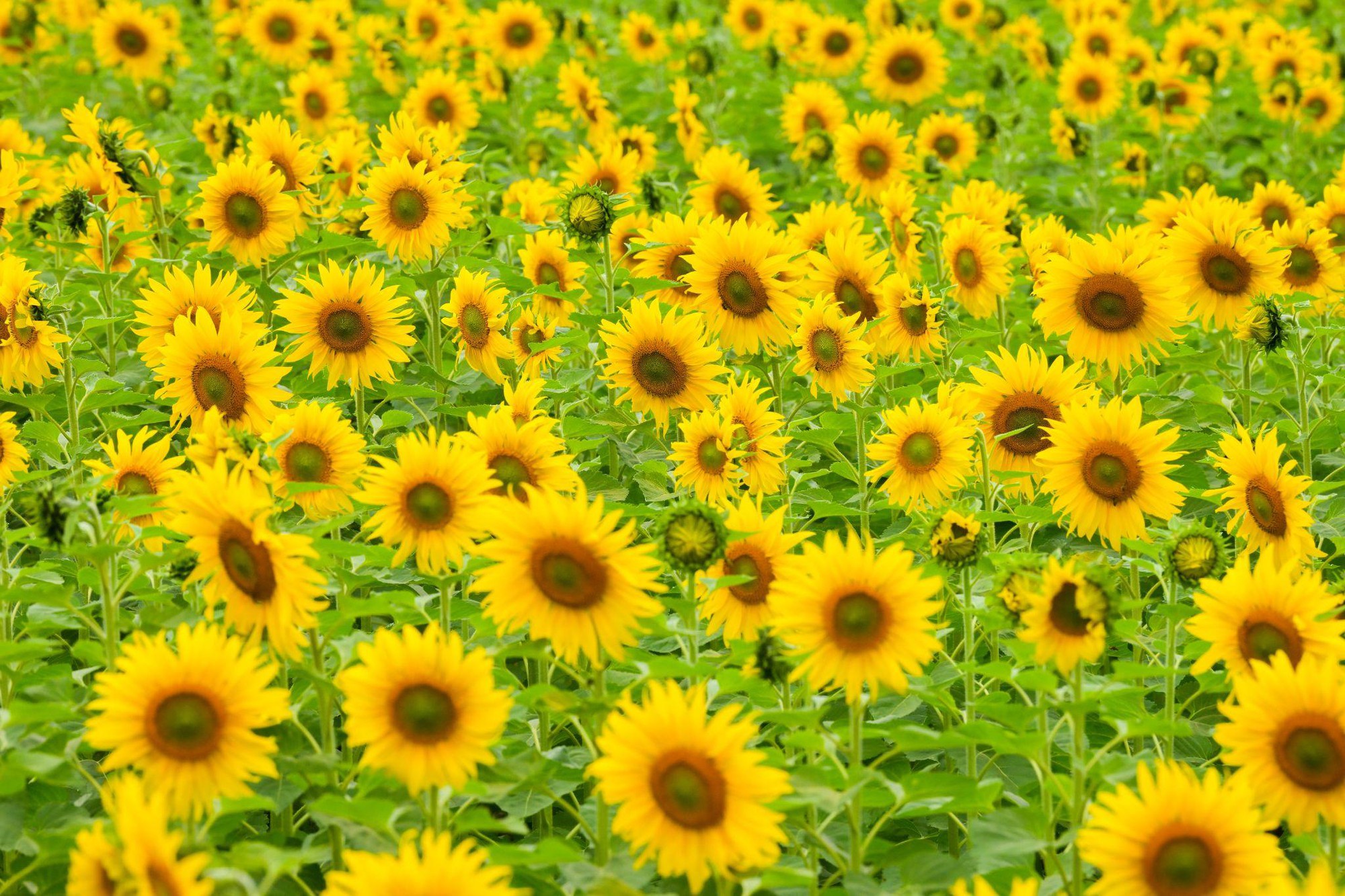 C&aacute;nh đồng hướng dương tại miền T&acirc;y Nghệ An: Toạ độ check-in b&ugrave;ng nổ cho hội chị em những ng&agrave;y cuối năm- Ảnh 9.