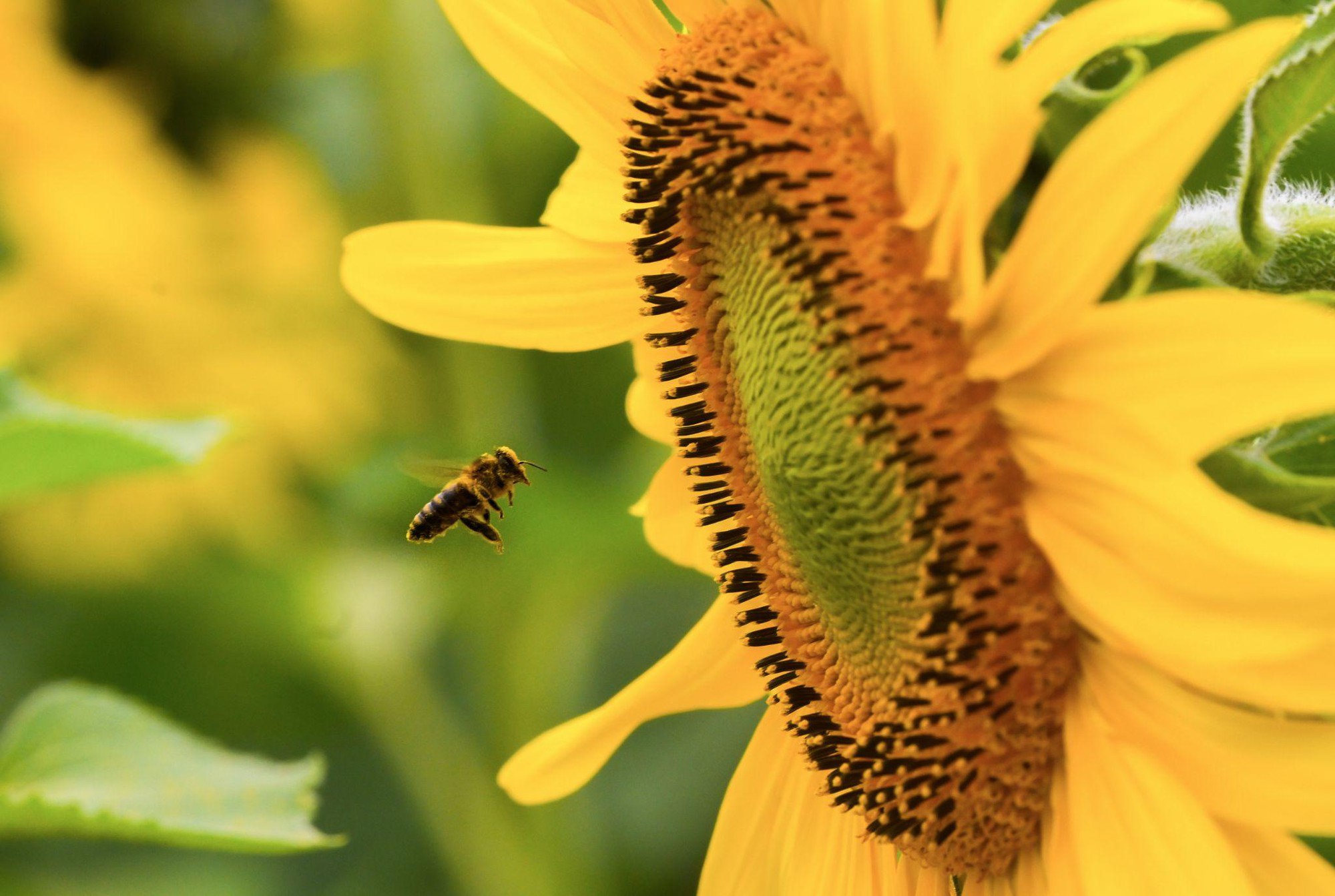 C&aacute;nh đồng hướng dương tại miền T&acirc;y Nghệ An: Toạ độ check-in b&ugrave;ng nổ cho hội chị em những ng&agrave;y cuối năm- Ảnh 10.