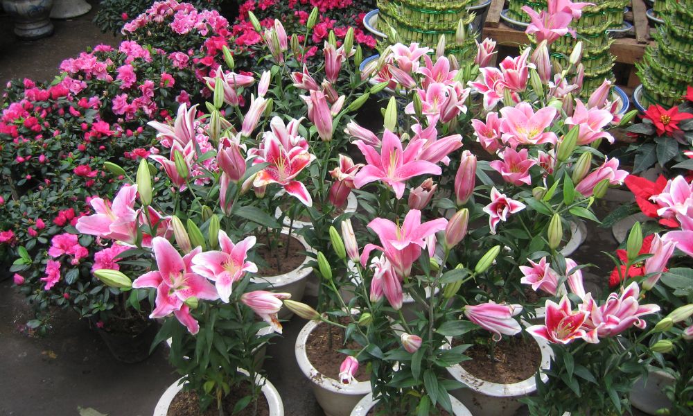 Người xưa dặn: 4 loại hoa chỉ nên để ngoài hiên – mang vào phòng khách là “tán khí, thất lộc”, tài vận xuống dốc lúc nào không hay- Ảnh 3. Người xưa dặn: 4 loại hoa chỉ nên để ngoài hiên – mang vào phòng khách là “tán khí, thất lộc”, tài vận xuống dốc lúc nào không hay- Ảnh 3.