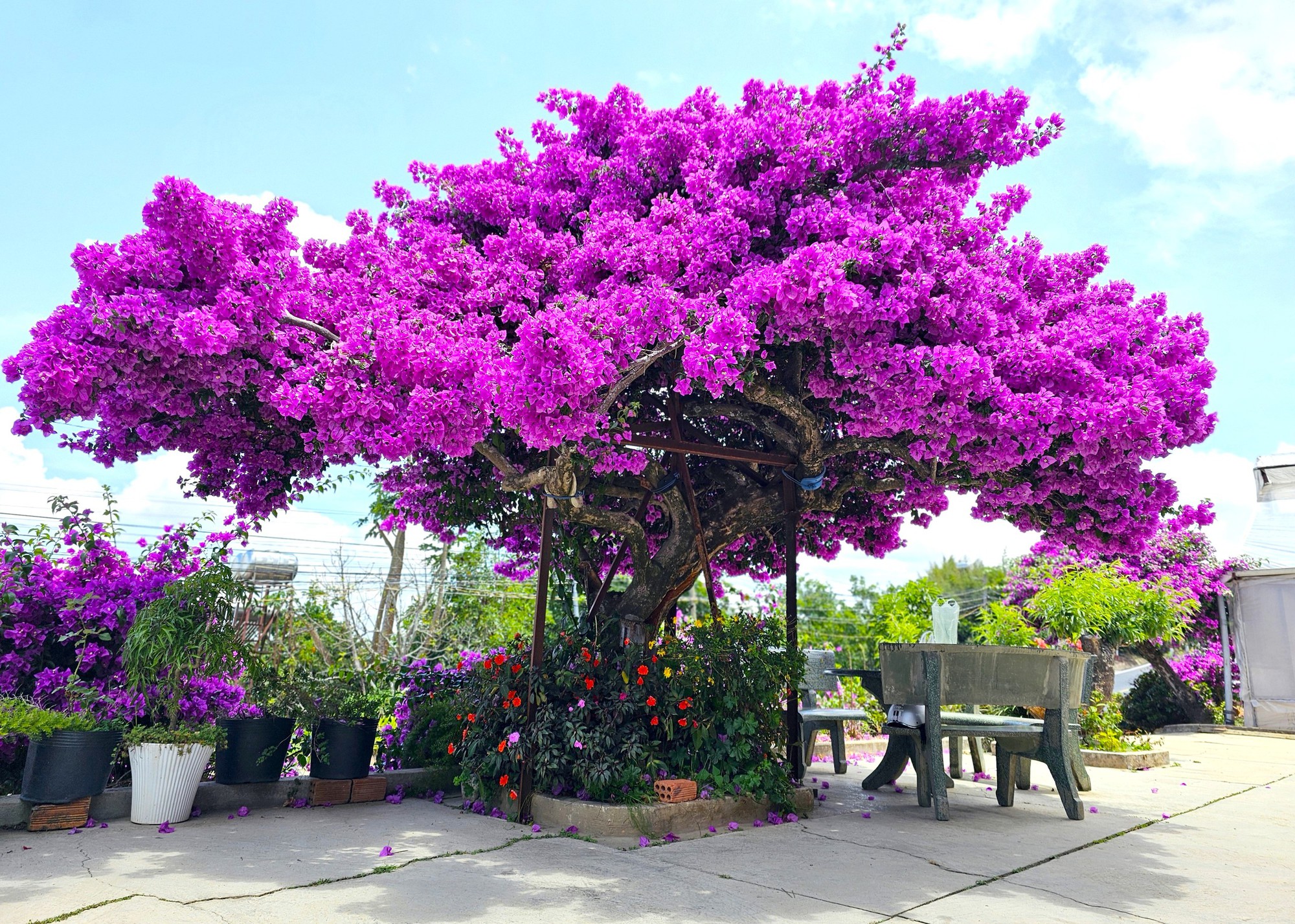 Người xưa dặn: 4 loại hoa chỉ nên để ngoài hiên – mang vào phòng khách là “tán khí, thất lộc”, tài vận xuống dốc lúc nào không hay- Ảnh 1. Người xưa dặn: 4 loại hoa chỉ nên để ngoài hiên – mang vào phòng khách là “tán khí, thất lộc”, tài vận xuống dốc lúc nào không hay- Ảnh 1.