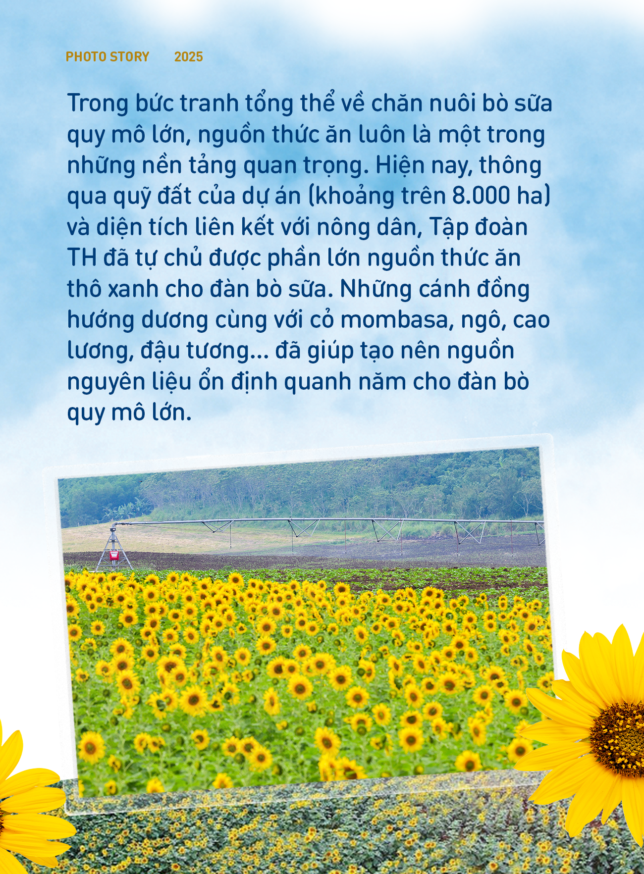 Chuyến đi để "sống chậm" giữa m&ugrave;a hoa hướng dương đẹp nhất- Ảnh 8.