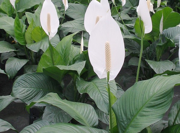 Không phải ngẫu nhiên 10 nhà khá giả thì 9 nhà đặt cây ở phòng khách: 5 loại cây mang tới vượng khí, tốt cho sức khỏe- Ảnh 4. Không phải ngẫu nhiên 10 nhà khá giả thì 9 nhà đặt cây ở phòng khách: 5 loại cây mang tới vượng khí, tốt cho sức khỏe- Ảnh 4.