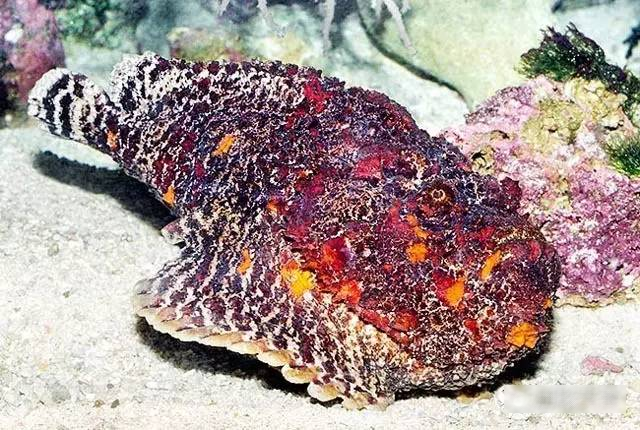 6 loài cá ăn được "nguy hiểm nhất thế giới", có tiền chưa chắc đã được ăn!- Ảnh 2. 6 loài cá ăn được "nguy hiểm nhất thế giới", có tiền chưa chắc đã được ăn!- Ảnh 2.