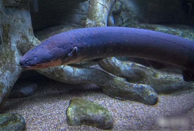 6 loài cá ăn được "nguy hiểm nhất thế giới", có tiền chưa chắc đã được ăn!- Ảnh 5. 6 loài cá ăn được "nguy hiểm nhất thế giới", có tiền chưa chắc đã được ăn!- Ảnh 5.