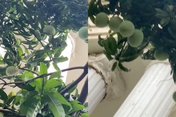 Quả xo&agrave;i "tai tiếng" nhất Việt Nam: Khiến một nữ đại gia tốn cả trăm triệu vẫn chỉ biết "im lặng chịu trận"- Ảnh 1.